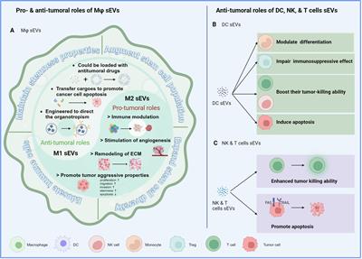 Extracellular vesicles and cancer stemness in hepatocellular carcinoma – is there a link?